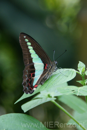 20120918160142 (Mier) - Kuala Lumpur - Butterfly garden