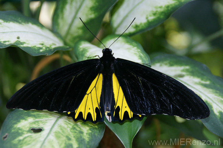 20120918161034 (Mier) - Kuala Lumpur - Butterfly garden