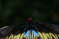 20120918155539 (Mier) - Kuala Lumpur - Butterfly garden