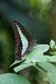 20120918160142 (Mier) - Kuala Lumpur - Butterfly garden