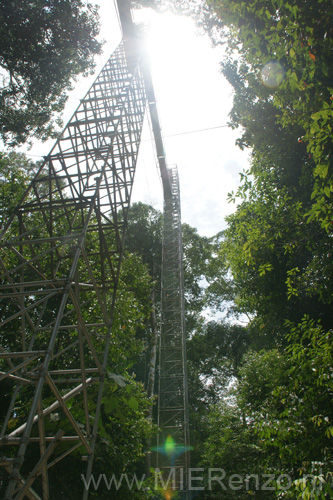 20120921113732 (Mier) - Brunei - Ulu Temburong NP