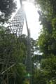 20120921113732 (Mier) - Brunei - Ulu Temburong NP