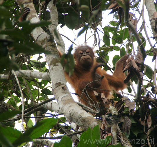 20120923145800 (Mier) - Kuching - Semenggoh