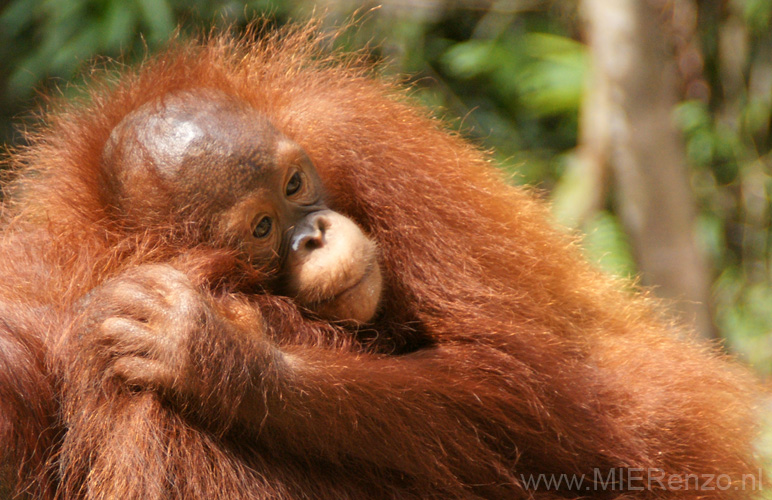 20120923150844 (Mier) - Kuching - Semenggoh