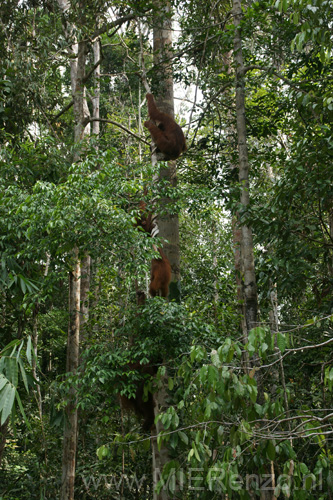 20120923151216 (Mier) - Kuching - Semenggoh