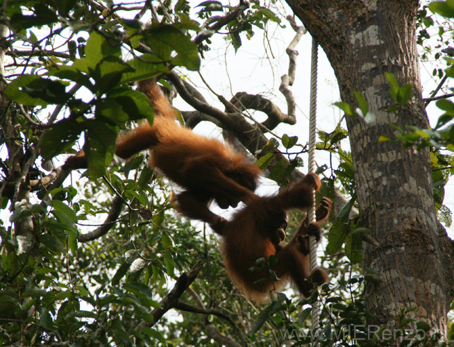 20120923151959 (Mier) - Kuching - Semenggoh