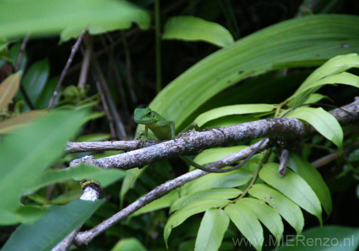 20120923154338 (Mier) - Kuching - Semenggoh