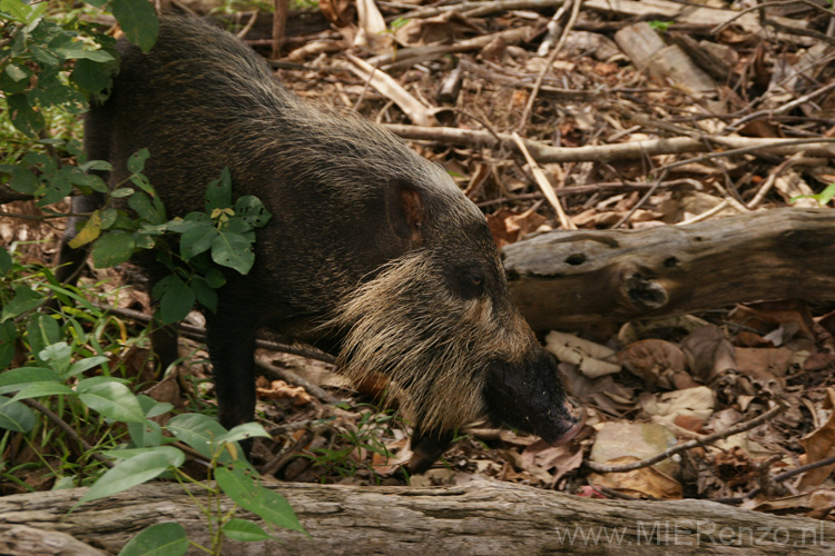 20120924101808 (Mier) - Kuching - Bako NP