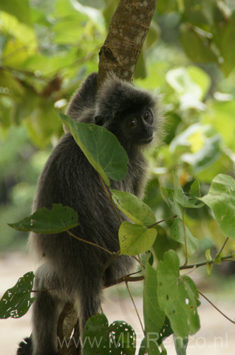 20120924101901 (Mier) - Kuching - Bako NP