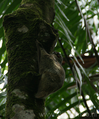 20120924130228 (Mier) - Kuching - Bako NP - Flying Limua