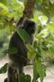 20120924101901 (Mier) - Kuching - Bako NP