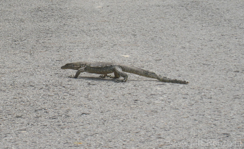 20120926105200 (Mier) - Leguaantje op het parkeerterrein