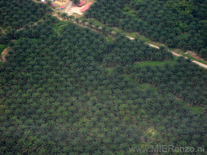 20120926141729 (Mier) - Triest allemaal palmplantages