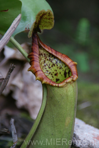 20120926164618 (Mier) - Sepilok - bekerplant