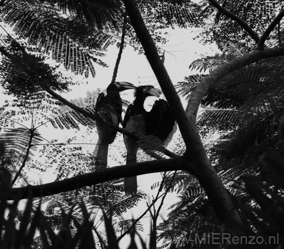 20120926165053 (Mier) - Sepilok - Hornbills