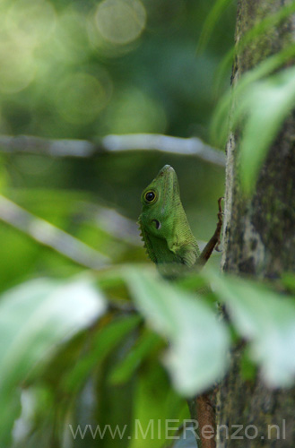 20120928150744 (Mier) - Kinabatanganrivier