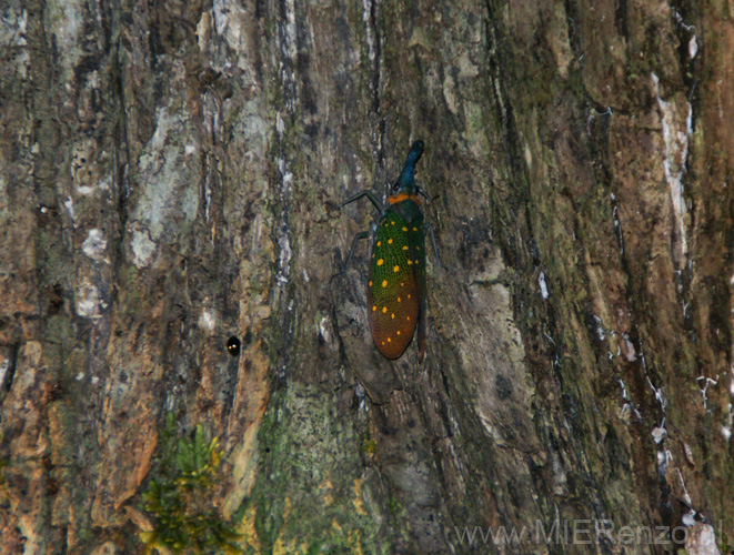 20120928203915 (Mier) - Kinabatanganrivier - nachtwandeling