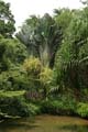 20120927124121 (Mier) - Sepilok - waaierpalm