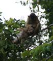 20120930172702 (Mier) - Kinabatanganrivier