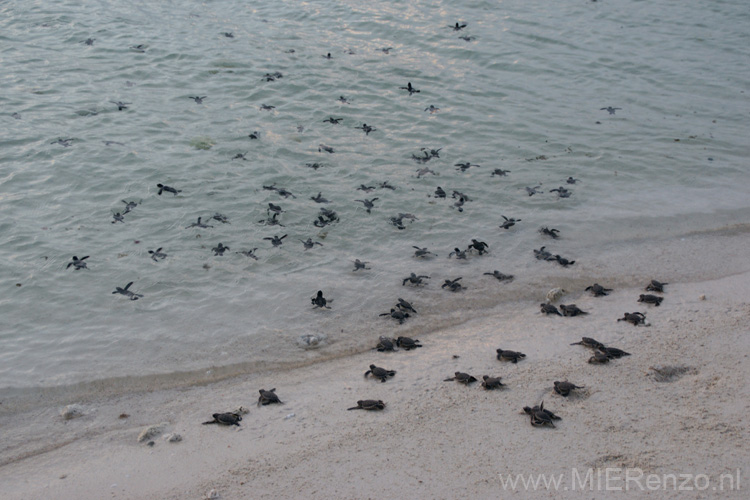 20121001174802 (Mier) - Lankayan - Turtle release