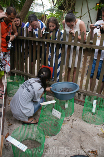 20121002173339 (Mier) - Lankayan - Turtle release