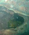 20121003160047 (Mier) - Lankayan - Mureen