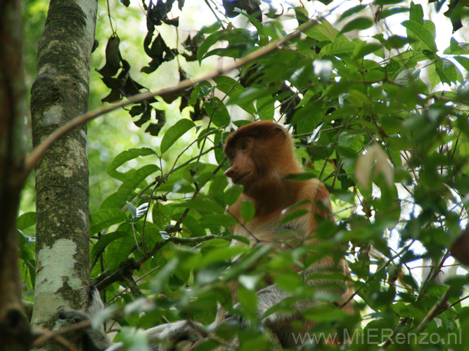 20120924125730 (Mier) - Kuching - Bako NP - Neusaap!