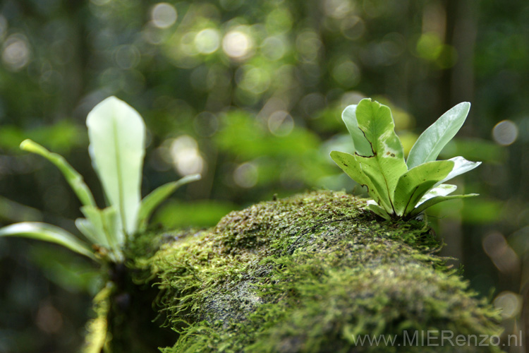 20120928141449 (Mier) - Kinabatanganrivier