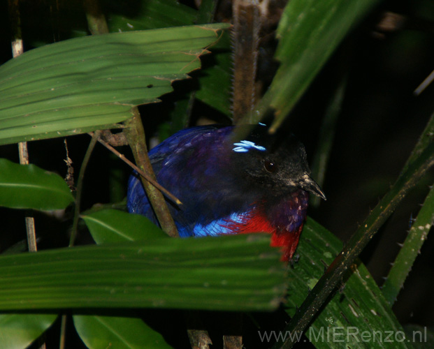 20120928204924 (Mier) - Kinabatanganrivier - nachtwandeling