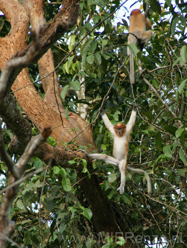 20120930171547 (Mier) - Kinabatanganrivier