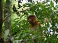 20120924125730 (Mier) - Kuching - Bako NP - Neusaap!