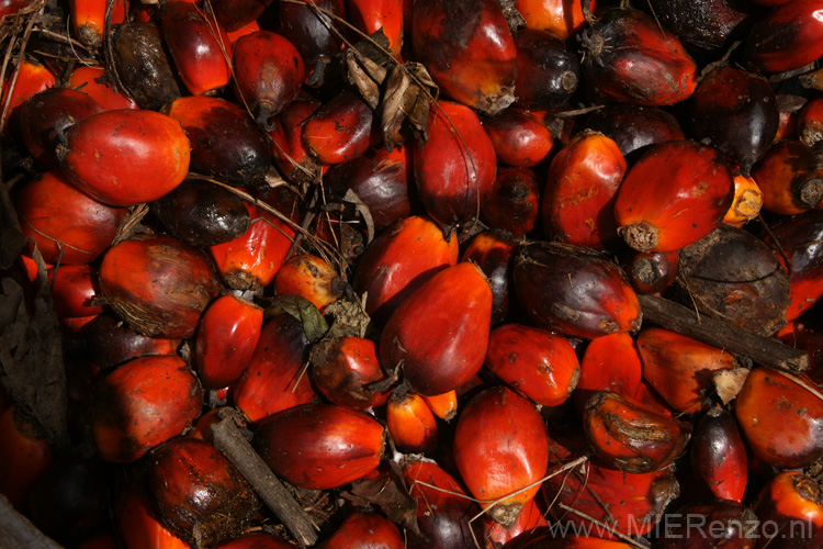 20091112103718 Ghana - Palmpitten