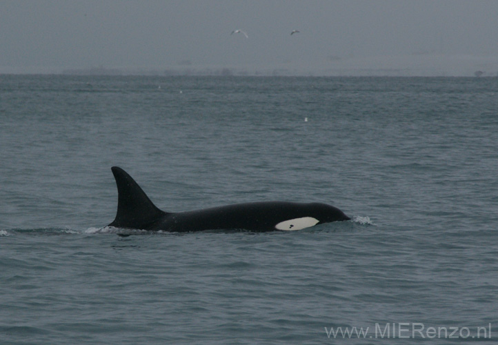 20120316102545 Orka