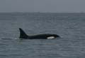 20120316102545 Orka