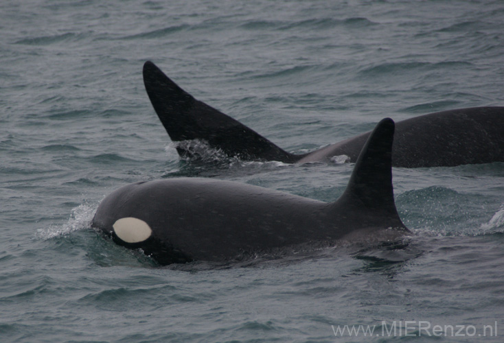 20120316093752 Orka's