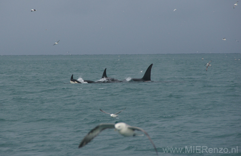 20120316105908 Orka's