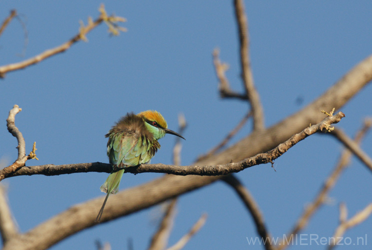 20130308073037 Mier - Bandhavgarh NP