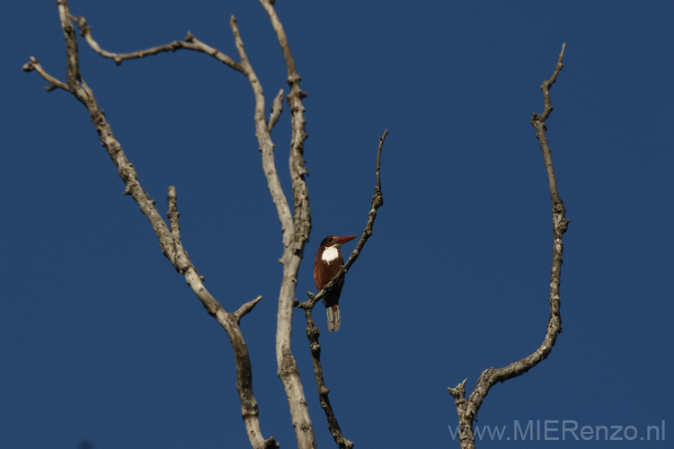 20130308075247 Mier - Bandhavgarh NP