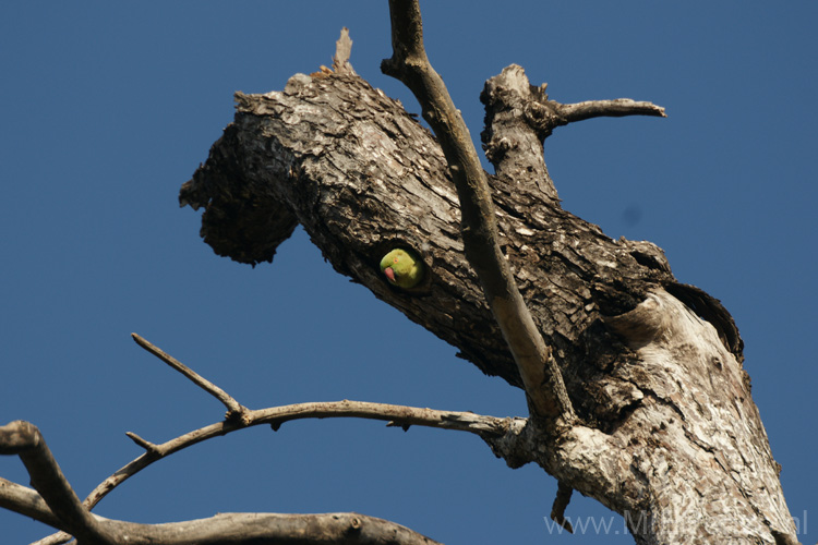 20130308075640 Mier - Bandhavgarh NP