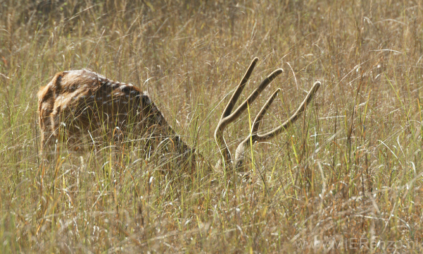 20130308090833 Mier - Bandhavgarh NP