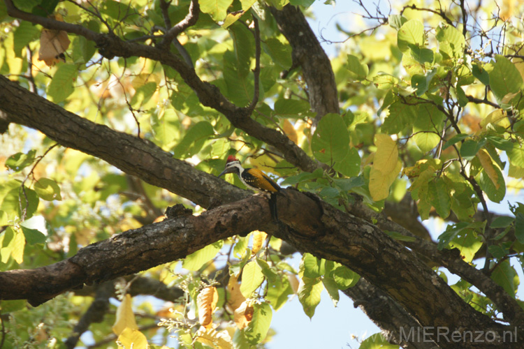 20130308091432 Mier - Bandhavgarh NP