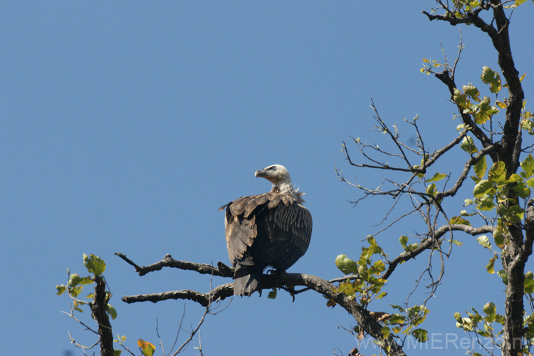 20130308092324 Mier - Bandhavgarh NP