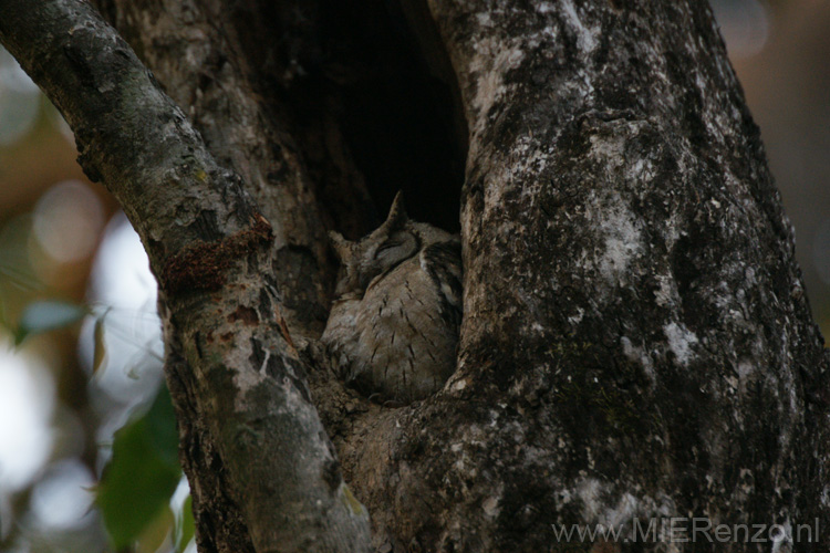 20130309063606 Mier - Bandhavgarh NP