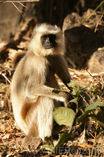 20130309074844 Mier - Bandhavgarh NP