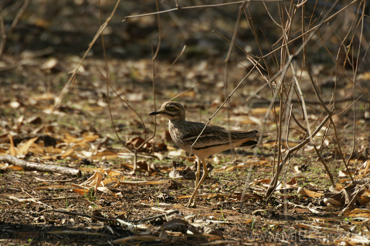 20130309155802 Mier - Bandhavgarh NP