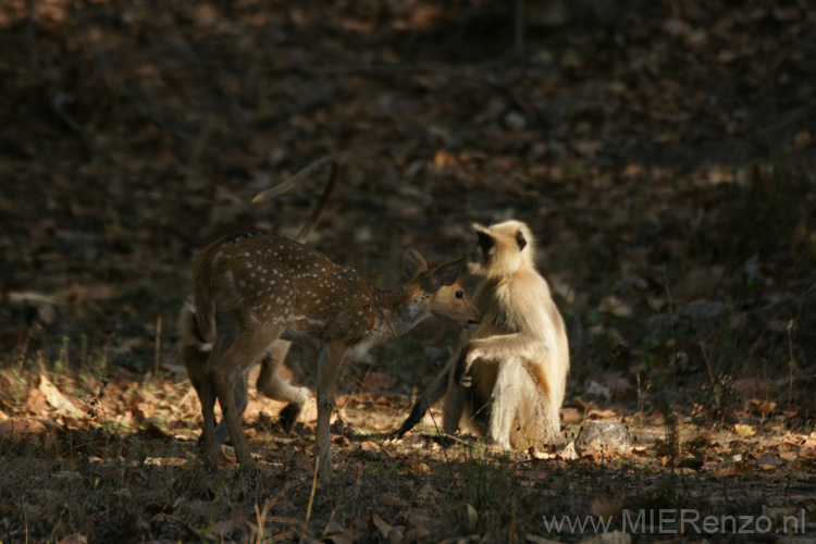 20130309161504 Mier - Bandhavgarh NP