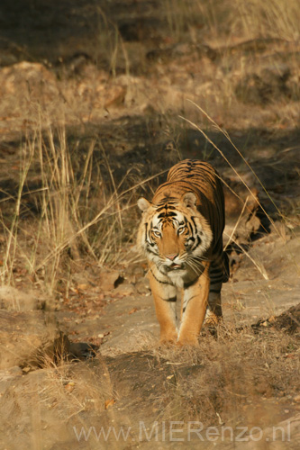 20130309170430 Mier - Bandhavgarh NP - YESS!