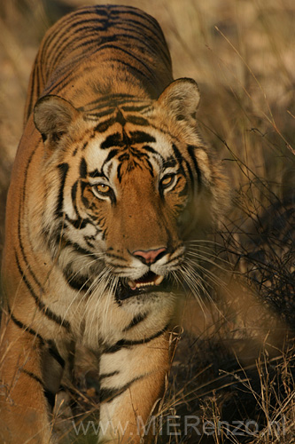 20130309170456 Mier - Bandhavgarh NP - hij komt op de auto af!