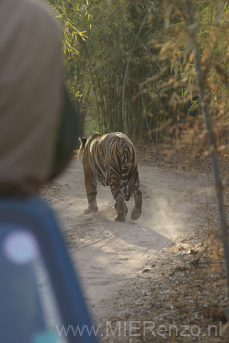 20130309170650 Mier - Bandhavgarh NP - En weg gaat ie