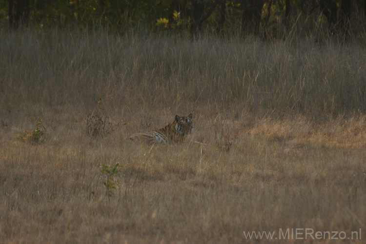 20130310071209 Mier - Bandhavgarh NP